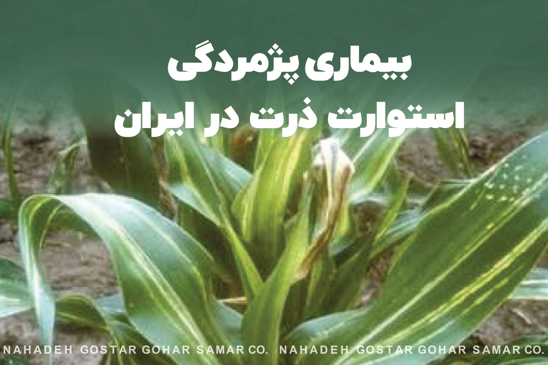 بیماری پژمردگی استوارت ذرت